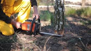 Trusted Arlington, NE Tree Services Experts