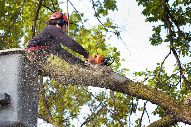 How Our Tree Care Process Works  in  Arlington, NE